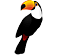 Toucan